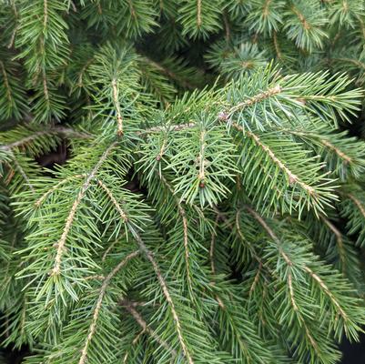 Picea omorika 