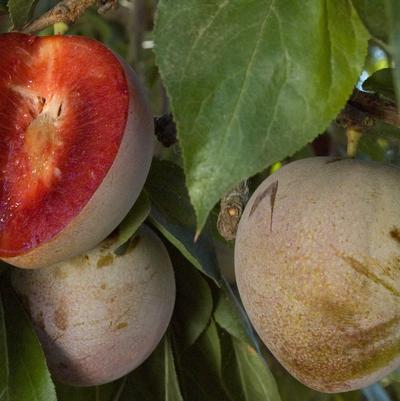 Prunus Elephant Heart