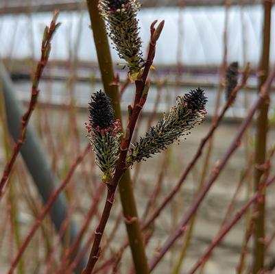 Salix gracilistyla 'Melanostachys'