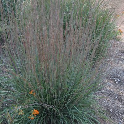 Schizachyrium scoparium Blue Heaven®