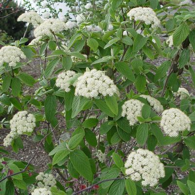 Viburnum x 'Pragense'