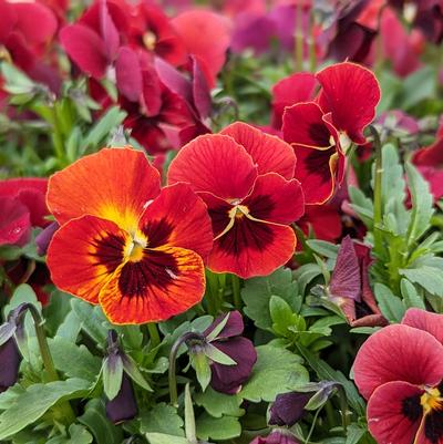 Viola cornuta Penny™ Penny™ 'Red Blotch'