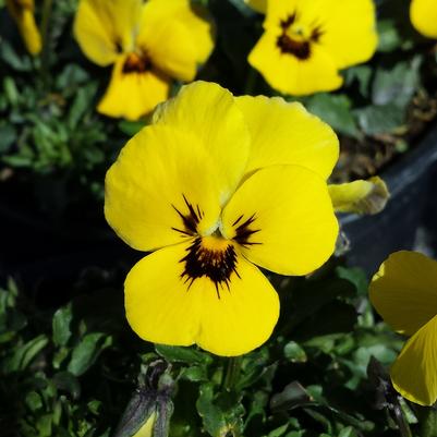 Viola cornuta Penny™ 'Yellow Blotch'