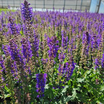 Salvia nemerosa Sallyrosa™ 'April Night'