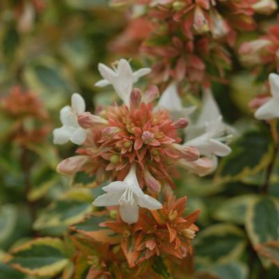 Abelia x grandiflora 'Kaleidoscope'