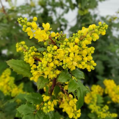 Mahonia aquifolium 