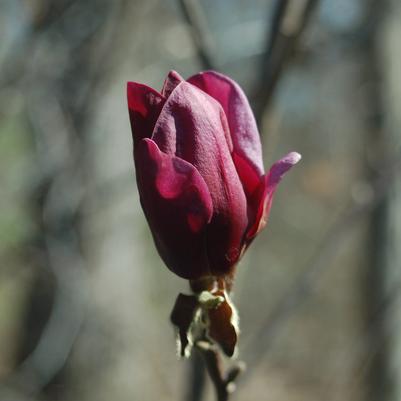 Magnolia x 'Genie'