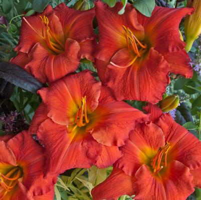Hemerocallis 'Desert Flame'