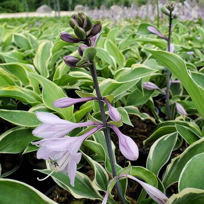 Hosta x 'Tambourine'