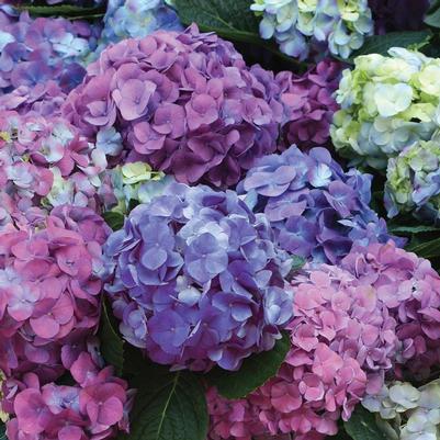 Hydrangea macrophylla L.A. Dreamin'®