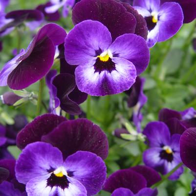 Viola cornuta Penny™ 'Denim Jump Up'