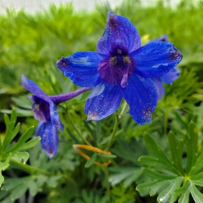 Delphinium grandiflorum 'Blue Butterfly'