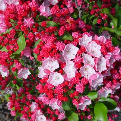 Kalmia latifolia 'Carol'