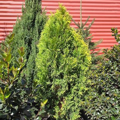 Thuja occidentalis 'Amber Gold'