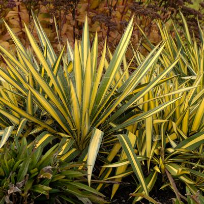 Yucca filamentosa 'Color Guard'