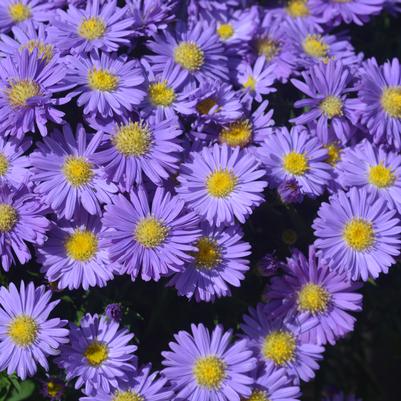 Aster novae-angliae Kickin® Sapphire
