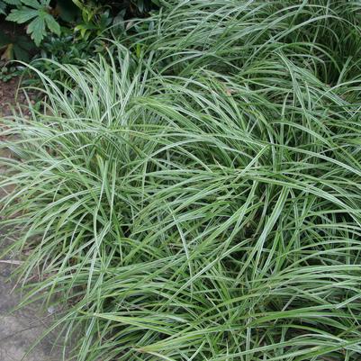 Carex morrowii Silver Sceptre