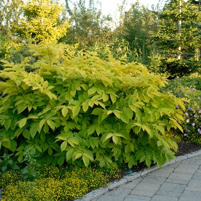 Aralia cordata 'Sun King'