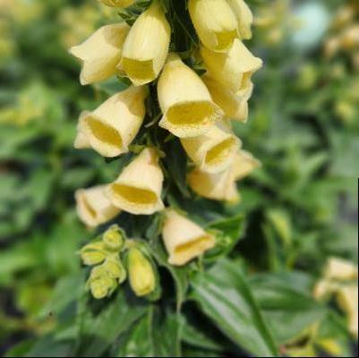 Digitalis grandiflora 'Carillon'