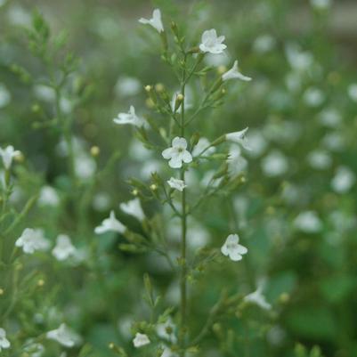 Calamintha nepeta ssp. glandulosa 'White Cloud'