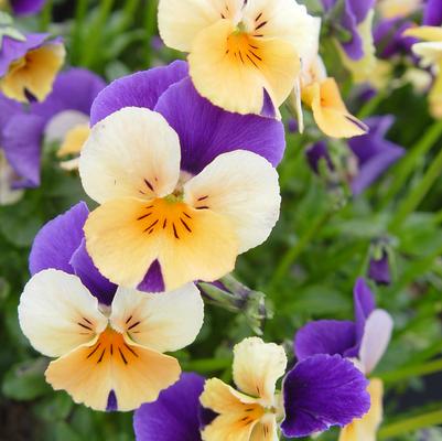 Viola cornuta Penny™ 'Peach Jump Up'
