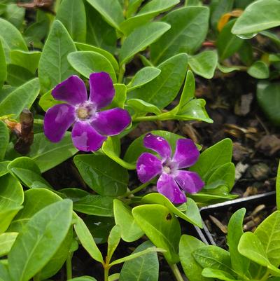 Vinca minor 'Atropurpurea'
