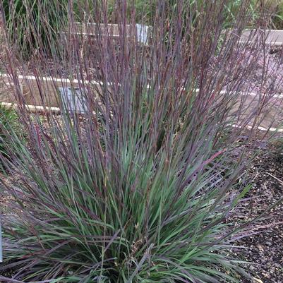 Schizachyrium scoparium 'Smoke Signal'
