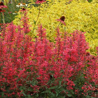 Agastache x 'Kudos Coral'