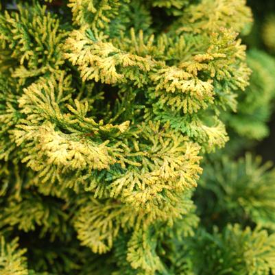 Chamaecyparis obt. Verdoni