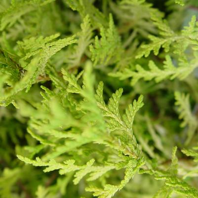 Chamaecyparis pisifera 'Vintage Gold'
