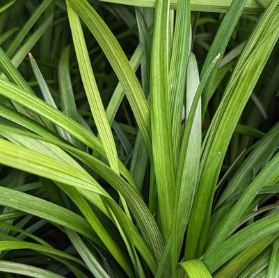 Liriope spicata 