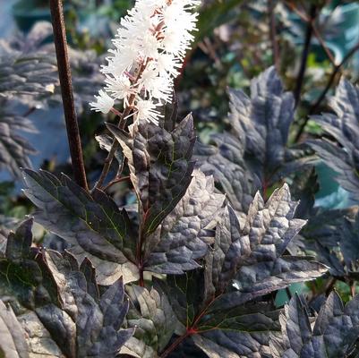 Actaea simplex 'Hillside Black Beauty'