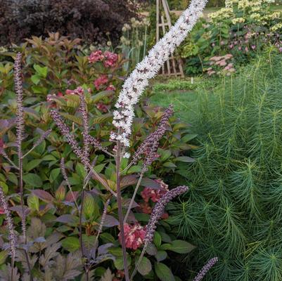 Actaea simplex 'Brunette'