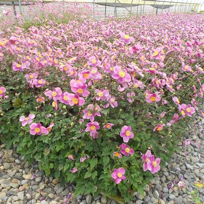 Anemone x 'Lucky Charm'