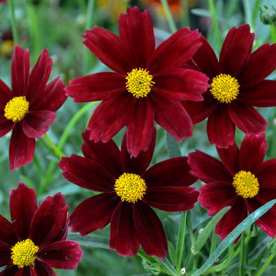 Coreopsis x Li'l Bang™ 'Red Elf'