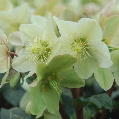 Helleborus x ericsmithii HGC® Champion
