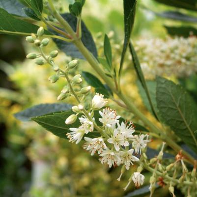 Clethra alnifolia 'Hummingbird'