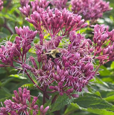 Eupatorium dubium 'Baby Joe'