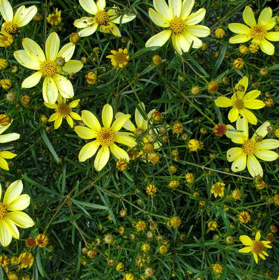 Coreopsis verticillata 'Moonbeam'