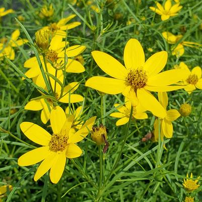 Coreopsis verticillata 'Zagreb'