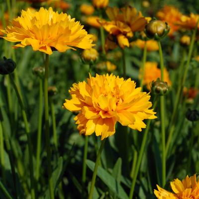 Coreopsis grandiflora 'Early Sunrise'