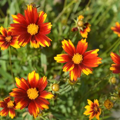 Coreopsis x Lil' Bang™ 'Sun Splash'