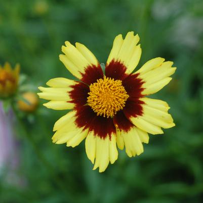 Coreopsis x Big Bang™ 'Cosmic Eye'