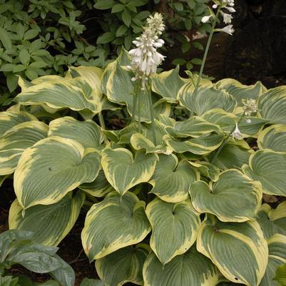 Hosta x 'Earth Angel'