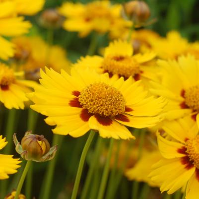 Coreopsis x 'Tequila Sunrise'