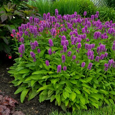 Stachys monieri Hummelo