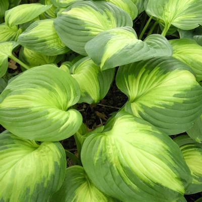 Hosta x 'Enchiladas'