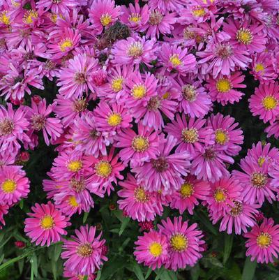 Aster novae-angliae Kickin® Carmine Red