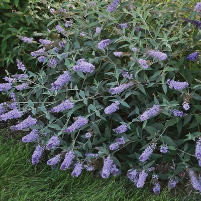 Buddleia davidii Monarch® 'Glass Slippers'