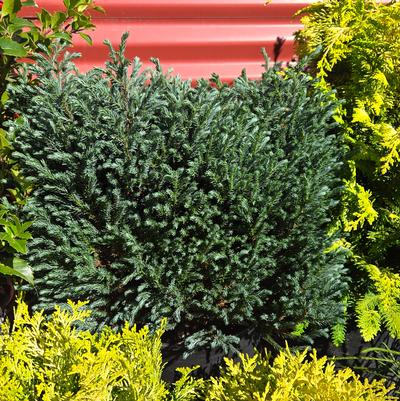 Chamaecyparis pisifera 'Blue Moon'